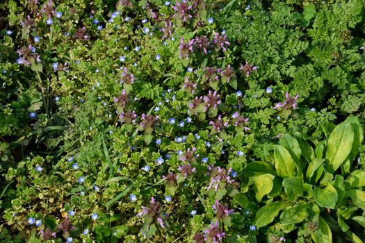 Flowering in the spring garden. carpet of flowers. Lamium purpureum