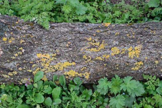 Lichens on a tree log. yellow lichens in the garden.