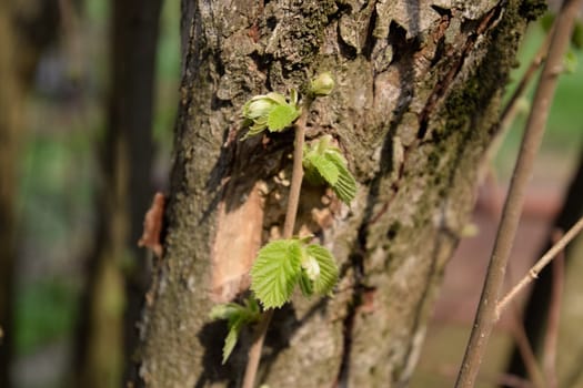 The buds of hazelnuts in the spring. Leaves and branches of hazel.