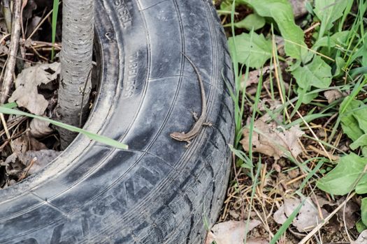 The little gray lizard on the tire of the wheel.