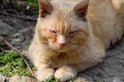 The red cat is lying on the ground. A cat with a pus-eyed and dirty face.