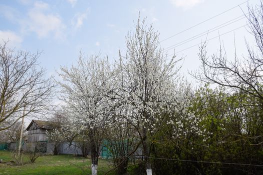 Two plum blossoming trees. Blooming garden in the spring.