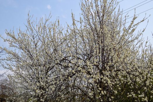 Two plum blossoming trees. Blooming garden in the spring.
