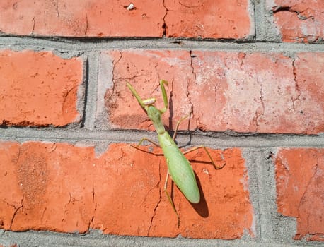 A female mantis, a predatory mantis insect on a brick wall.