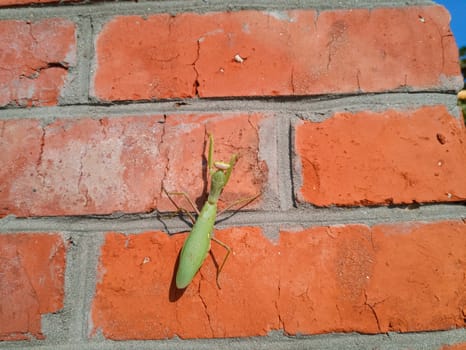 A female mantis, a predatory mantis insect on a brick wall.