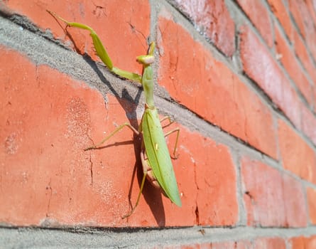 A female mantis, a predatory mantis insect on a brick wall.