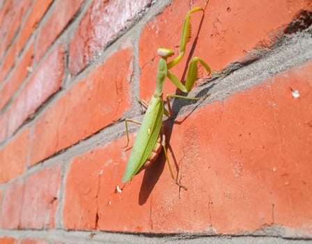 A female mantis, a predatory mantis insect on a brick wall.