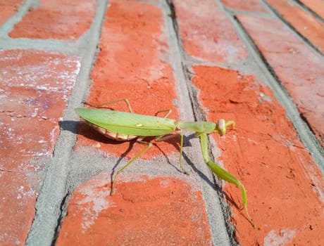 A female mantis, a predatory mantis insect on a brick wall.
