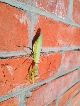 A female mantis, a predatory mantis insect on a brick wall.