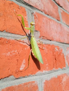 A female mantis, a predatory mantis insect on a brick wall.