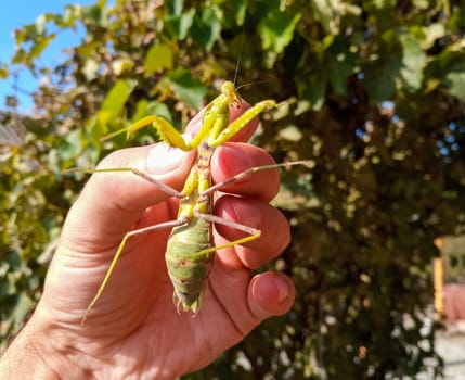 A female mantis, a predatory mantis insect on a human hand.