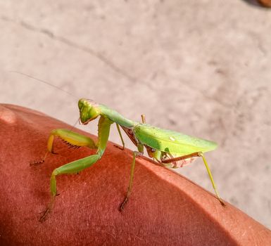A female mantis, a predatory mantis insect on a human hand.