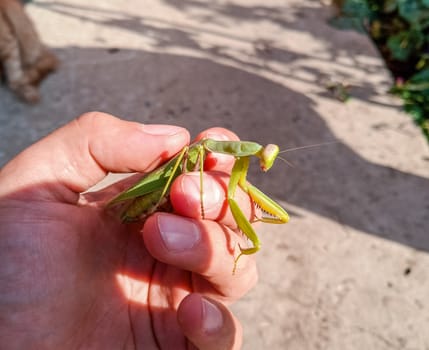 A female mantis, a predatory mantis insect on a human hand.