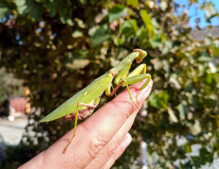 A female mantis, a predatory mantis insect on a human hand.