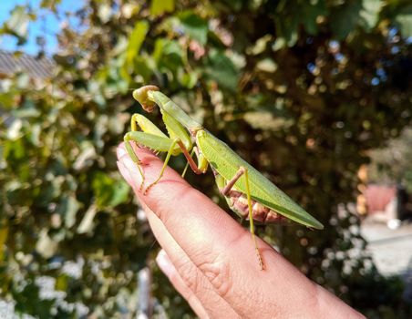 A female mantis, a predatory mantis insect on a human hand.