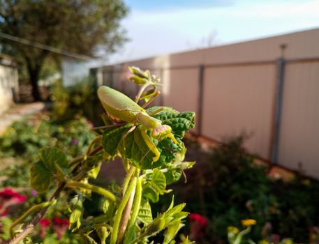 female mantis, a predatory insect mantis on a green plant.