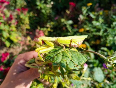 female mantis, a predatory insect mantis on a green plant.