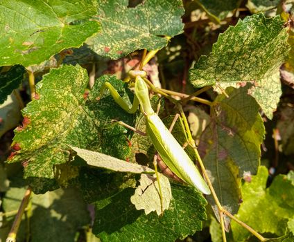 female mantis, a predatory insect mantis on a green plant.