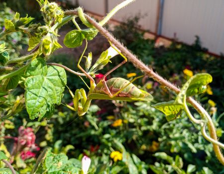 female mantis, a predatory insect mantis on a green plant.