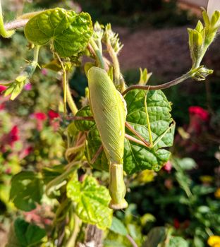 female mantis, a predatory insect mantis on a green plant.