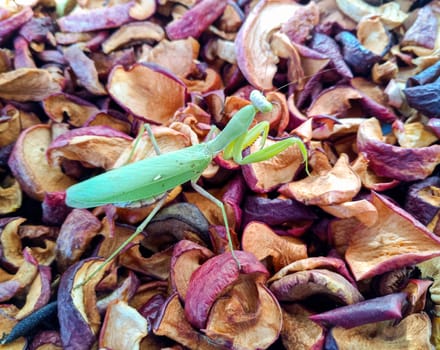 Female mantis, predatory insect mantis on dried apples