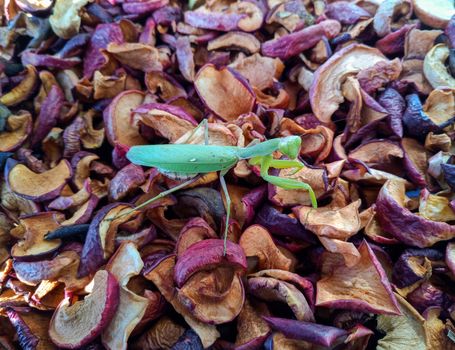 Female mantis, predatory insect mantis on dried apples