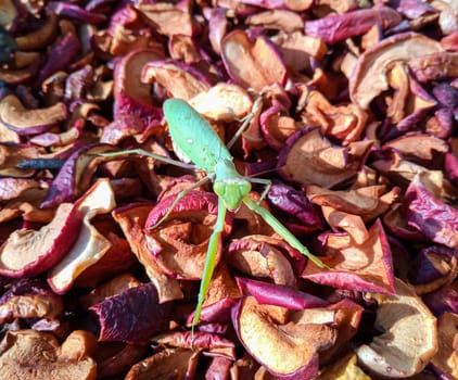 Female mantis, predatory insect mantis on dried apples