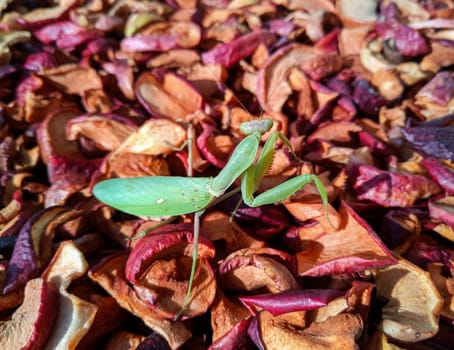 Female mantis, predatory insect mantis on dried apples
