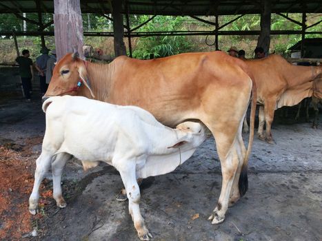 CHIANG RAI, THAILAND - AUGUST 21 : unidentified people trade at livestock market in suburb on August 21, 2016 in Chiang rai, Thailand. This market take place every Sunday.
