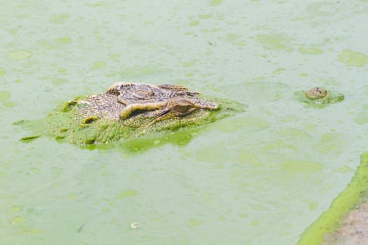 horizontal photo of wild crocodile on the green river.