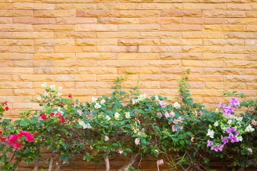 horizontal photo of yellow brick wall with pink Bougaville flower plants.
