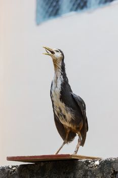 real stuffed White-breasted Waterhen standing above the fence on the house wall background.