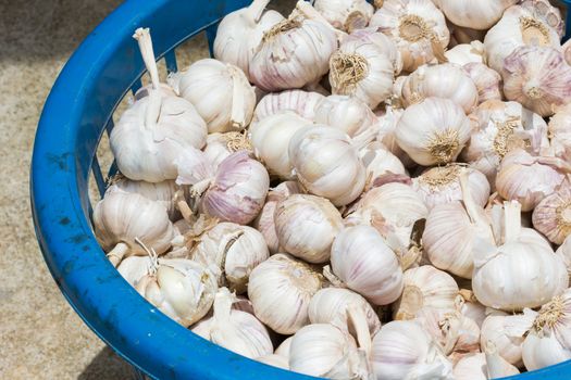 closeup garlic in dirty blue plastic container