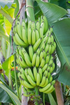 vertical photo of bunch of green bananas on the tree.