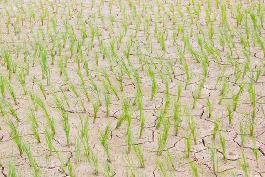 horizontal photo of dying young green rice on cracking field.