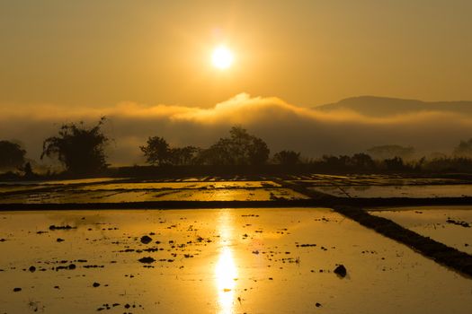 Sunset background silhouette view on rice field with sun and clouds.