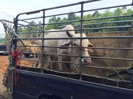 cow in livestock market at subburb in Thailand