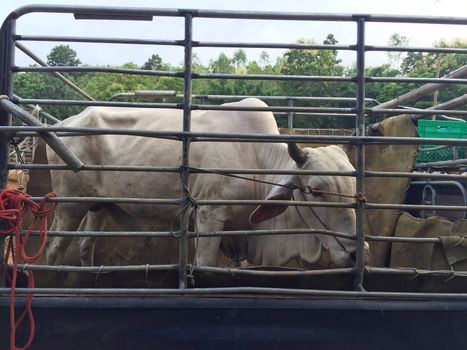 cow in the back of pickup  livestock market at subburb in Thailand