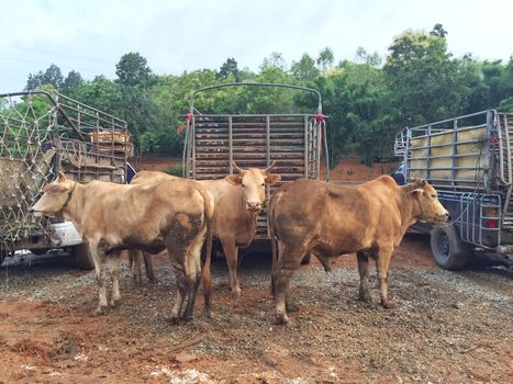 cow in  livestock market at subburb in Thailand