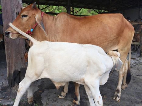 cow and its baby in livestock market at subburb in Thailand