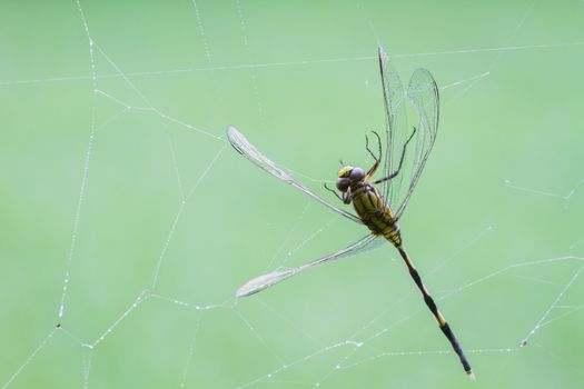 dragonfly being caught in a spiders web on blurred green background, copyspace.