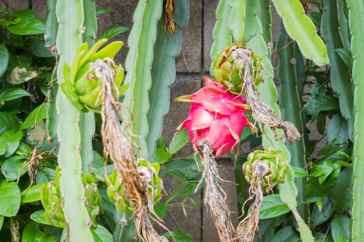 Dragon fruit (pitaya, pitahaya)on the tree on plantation in the morning.