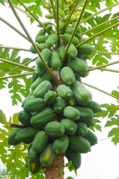 Papaya on the tree in the background of cloudy sky.