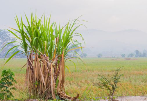 sugarcane plantation in the background of countryside with copyspace.