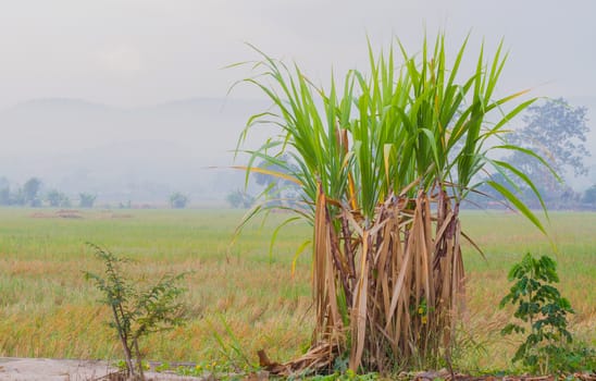 sugarcane plantation in the background of countryside with copyspace.