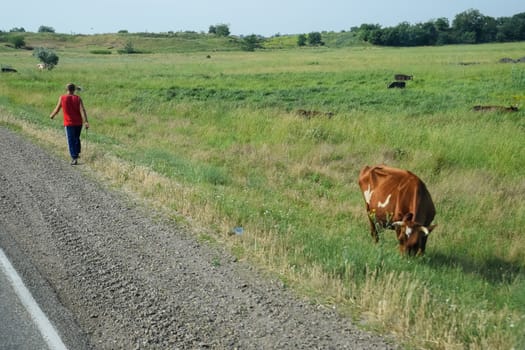 A shepherd grazes a cow near the highway.