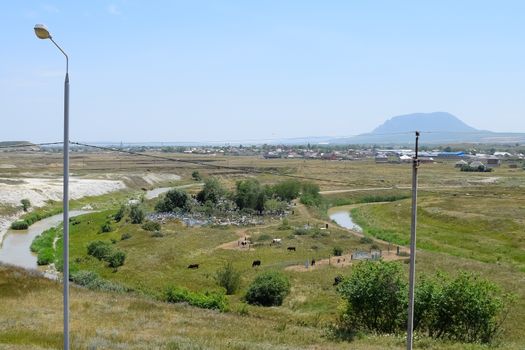 A small river is a watering hole for livestock and cows.