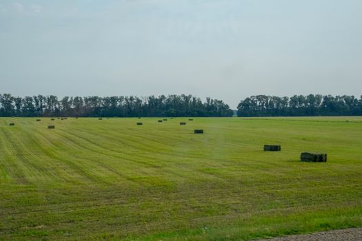 Field with bales of hay. Preparing hay for feeding animals. Newly beveled hay in bales on the field.