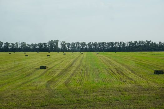 Field with bales of hay. Preparing hay for feeding animals. Newly beveled hay in bales on the field.