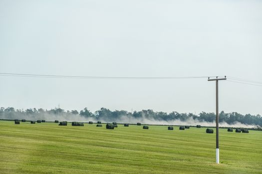 Field with bales of hay. Preparing hay for feeding animals. Newly beveled hay in bales on the field.